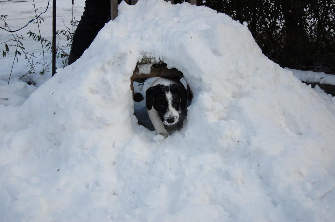 Blanding af racer Maddie billede 6