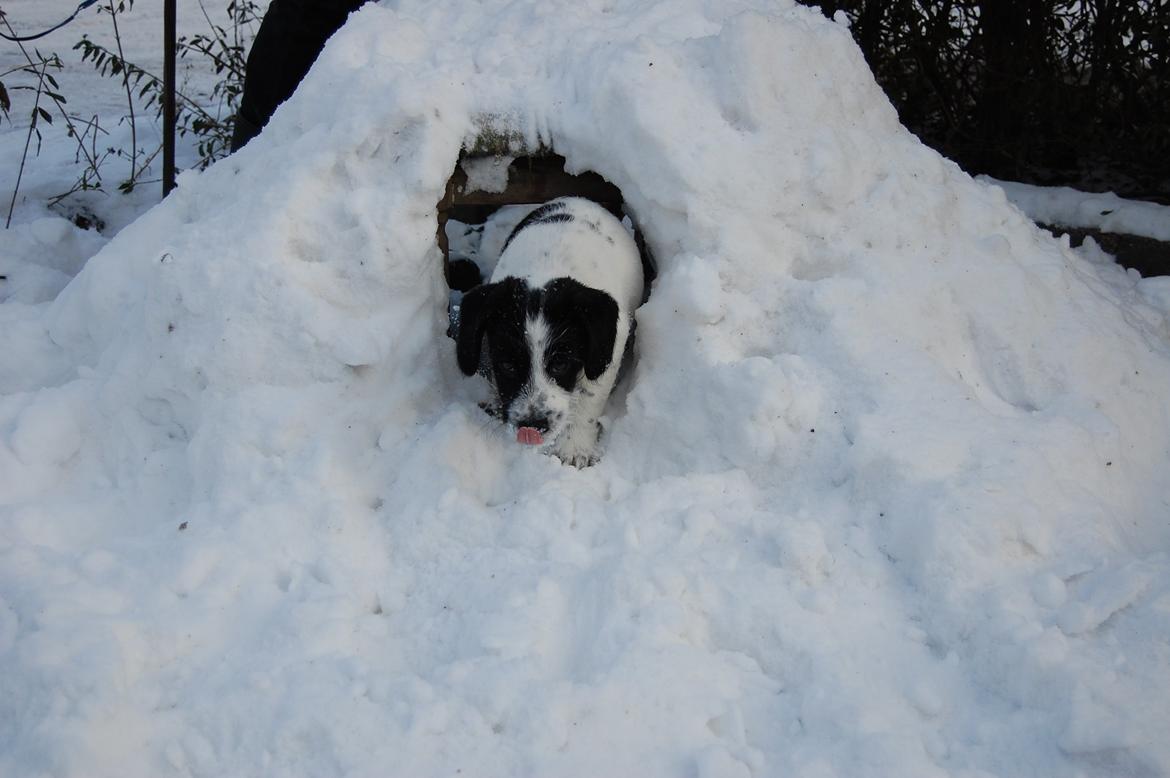 Blanding af racer Maddie billede 7