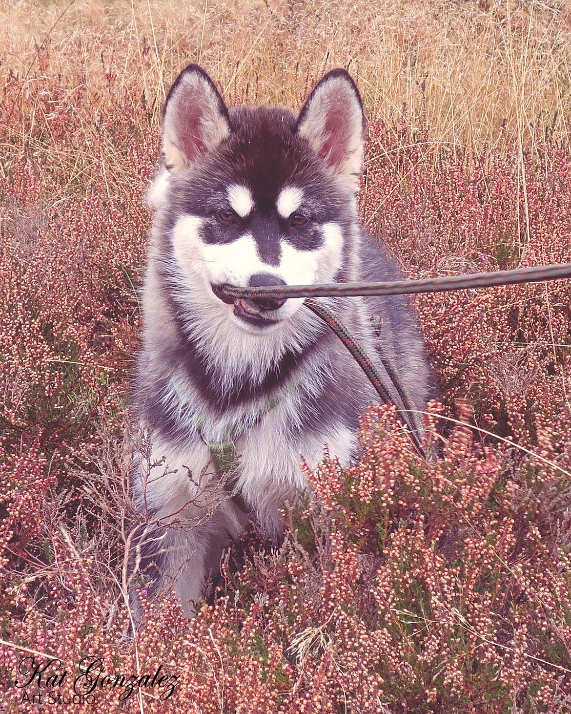 Blanding af racer Loke billede 17