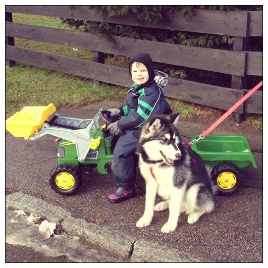 Blanding af racer Loke billede 14