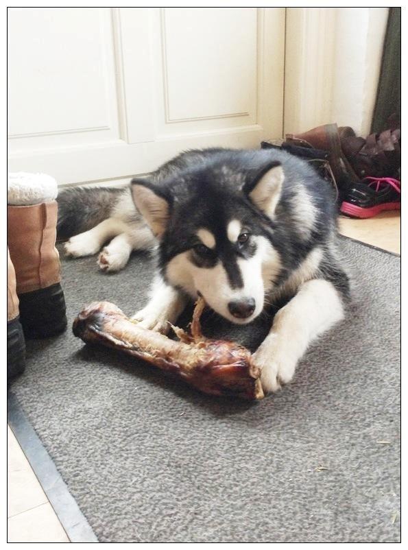 Blanding af racer Loke billede 11