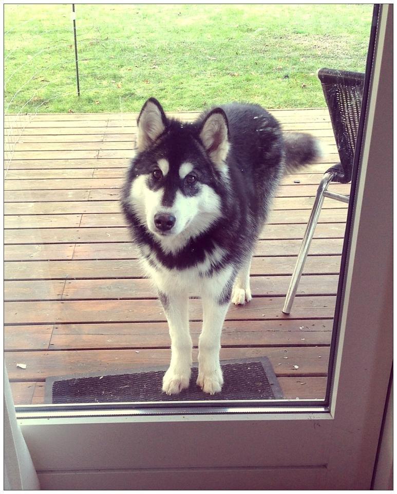 Blanding af racer Loke billede 13