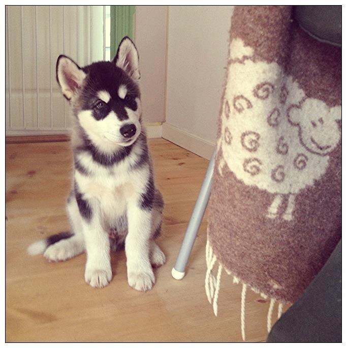 Blanding af racer Loke billede 18