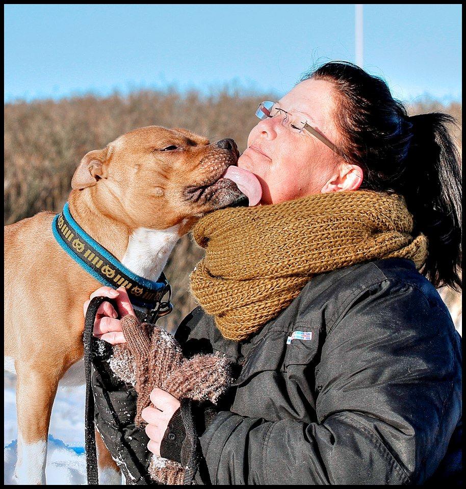 Staffordshire bull terrier Giwidos Dressed To Impress Aka Albert 2009 - 2022 - Velkommen til Albert's og min profil :)
Billedet er taget af Tine Norup D. 24/1-2013 billede 3