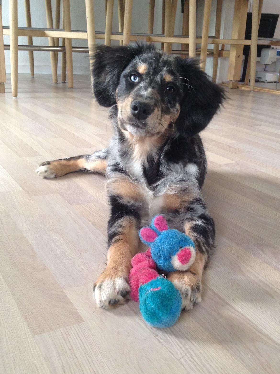 Blanding af racer Merci 6 år <3 - 16 uger billede 11