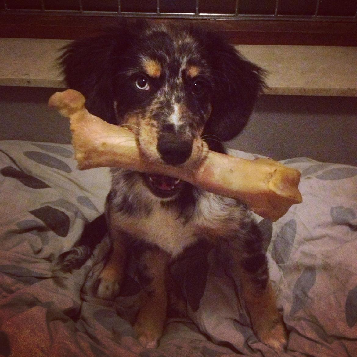 Blanding af racer Merci 6 år <3 - 16 uger gammel billede 12