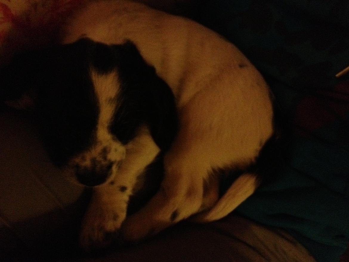 Blanding af racer Maddie billede 8