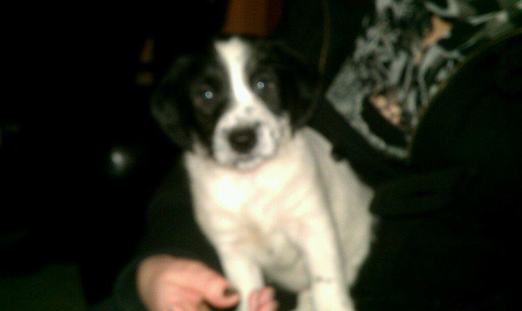 Blanding af racer Maddie - Ude og se Maddie første gang. billede 9