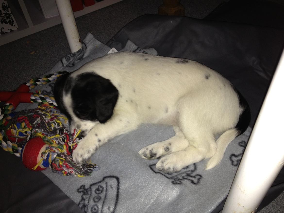 Blanding af racer Maddie - Så skal der soves for første gang i det nye hjem. billede 10