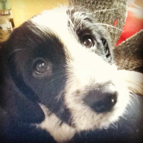 Blanding af racer Maddie billede 11