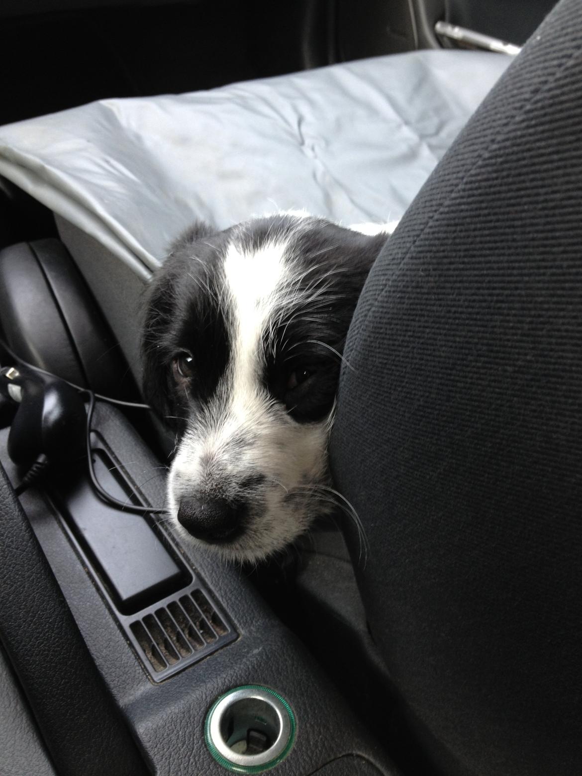 Blanding af racer Maddie - Ude og køre bil for første gang i dagslys. billede 12