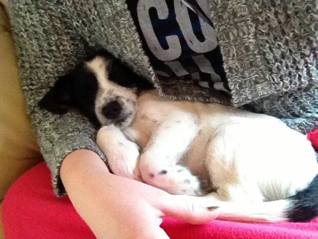 Blanding af racer Maddie - Så hygges der ved TV'et. billede 13