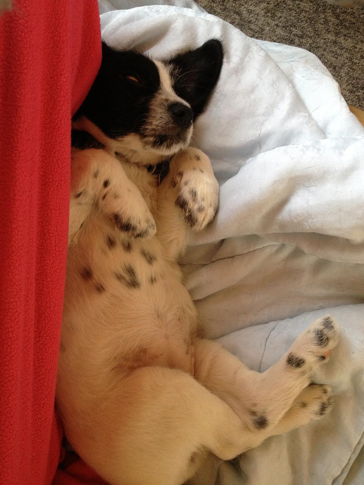 Blanding af racer Maddie billede 14