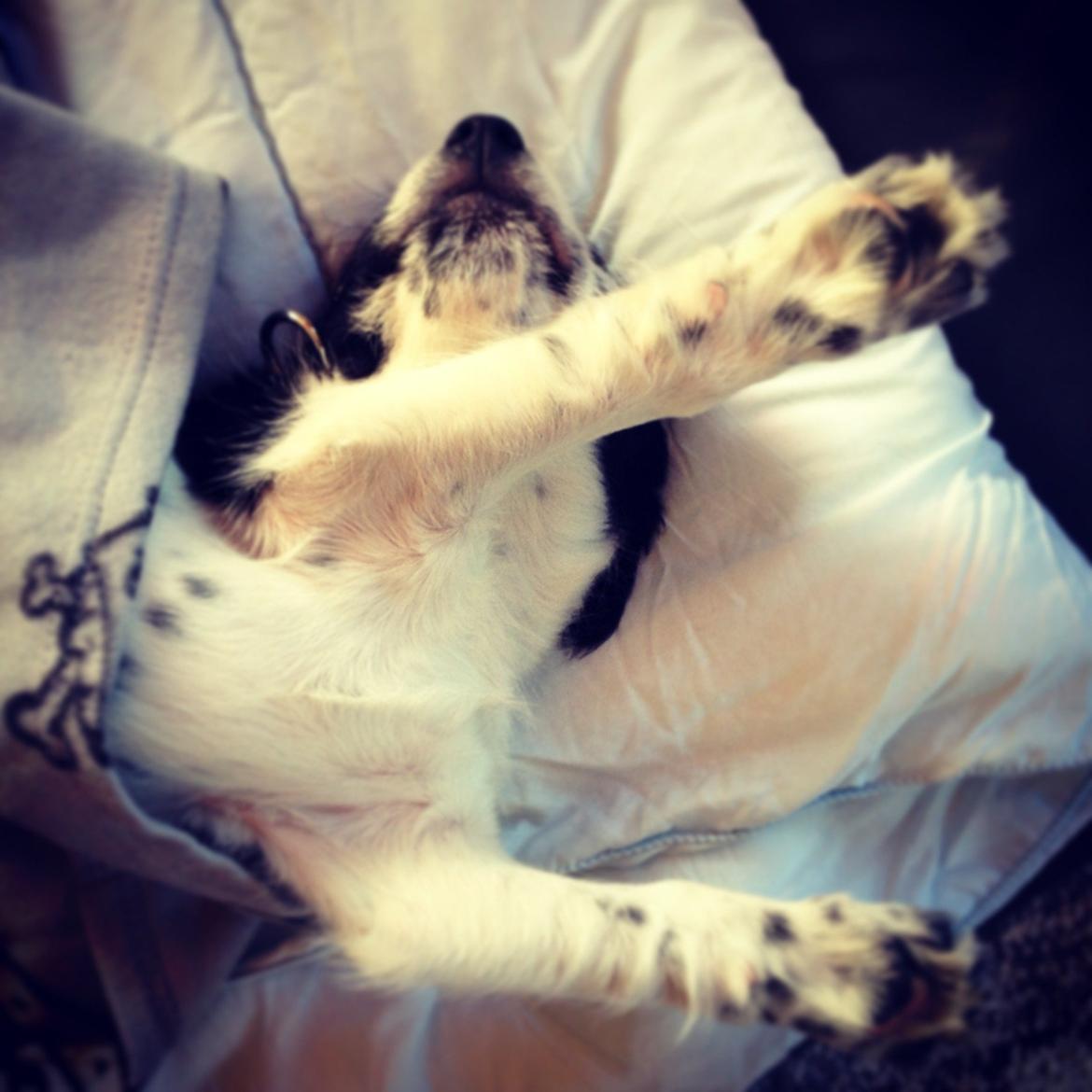 Blanding af racer Maddie - Hun sover lidt sjovt. billede 15