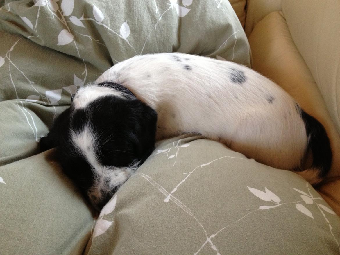 Blanding af racer Maddie billede 16