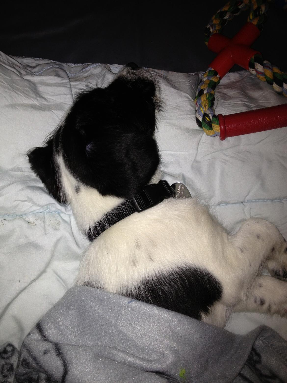 Blanding af racer Maddie billede 17