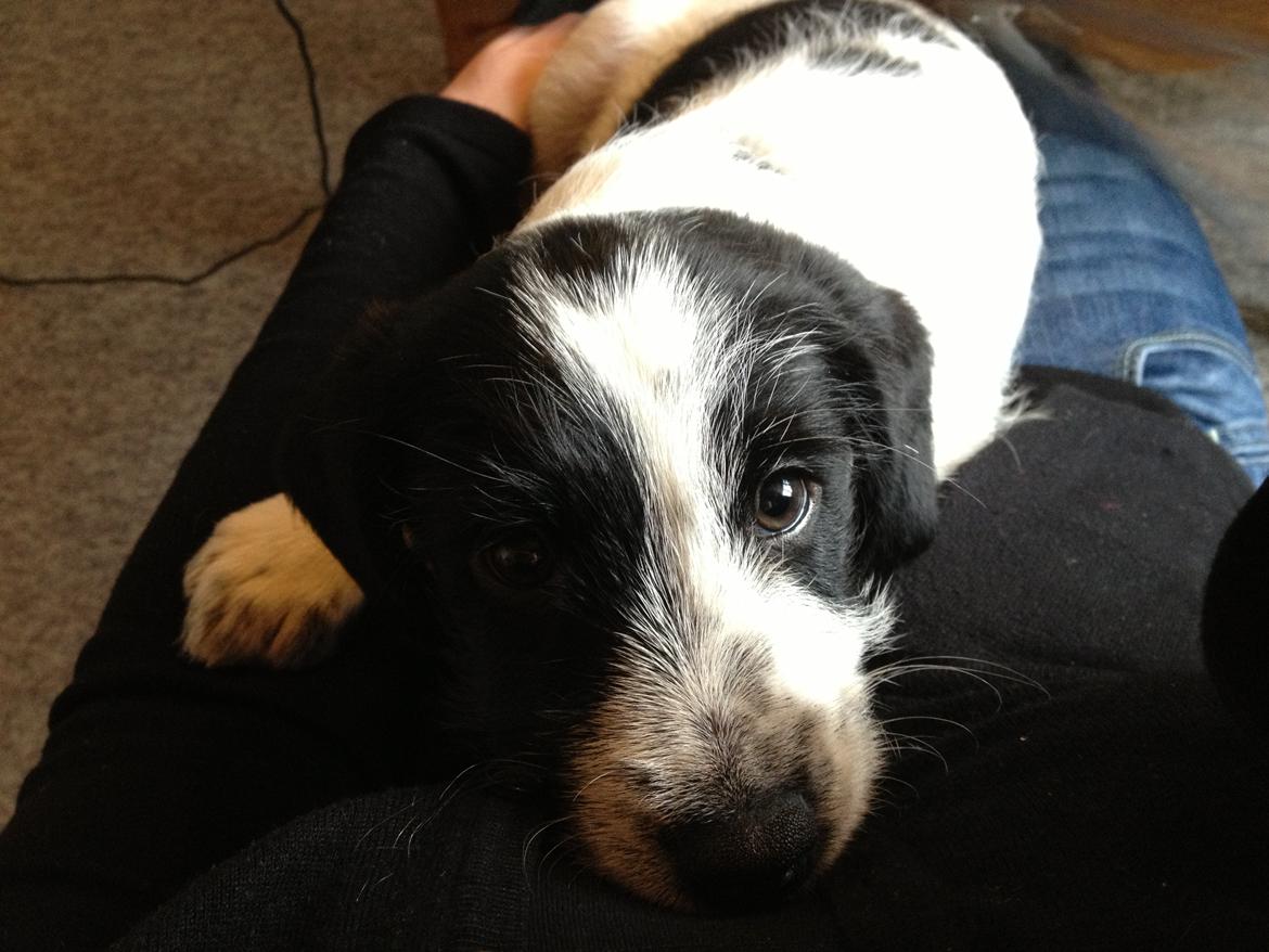 Blanding af racer Maddie - Lektierne skal også klares, lidt senere måske.. ;-) billede 18