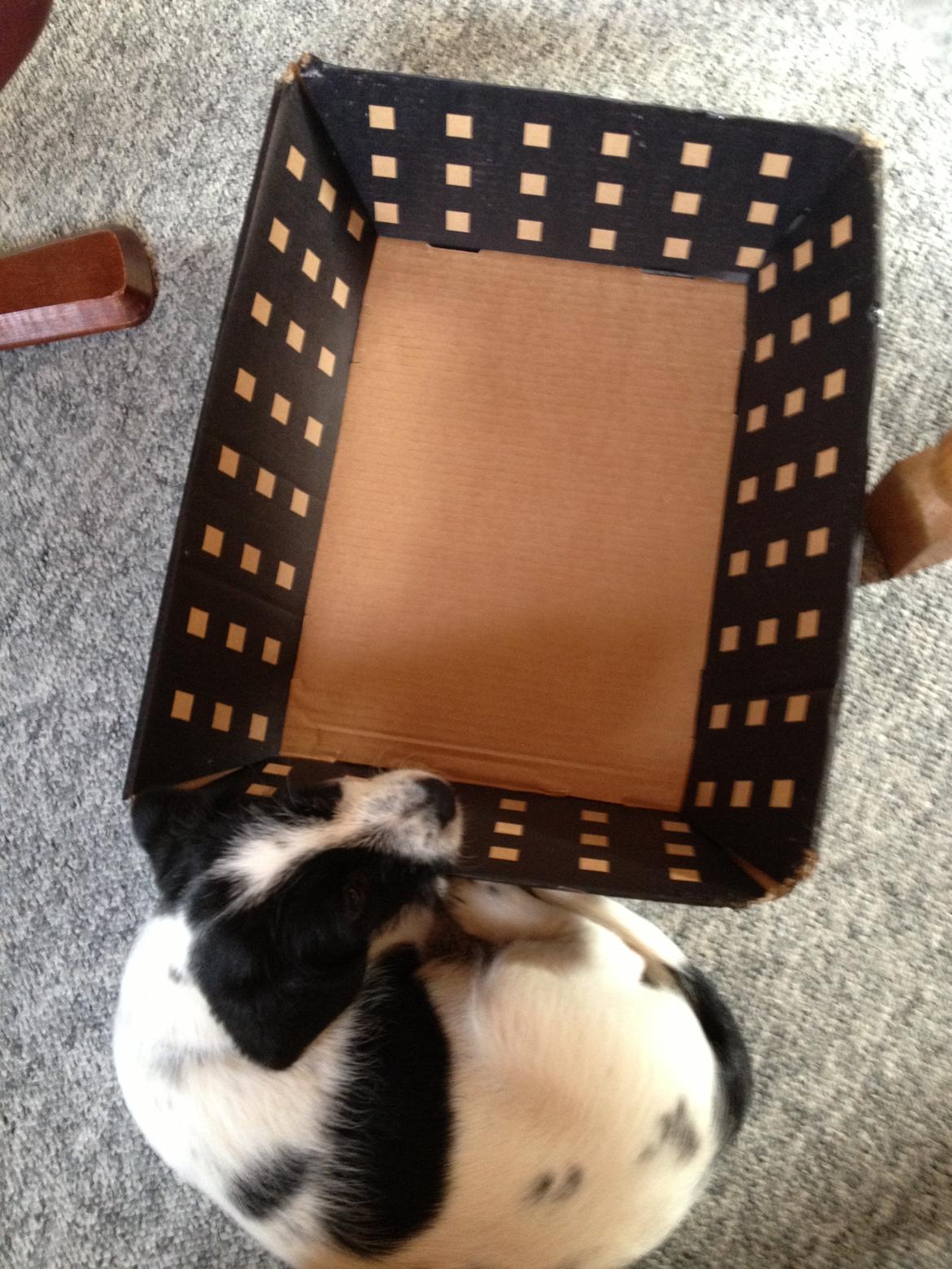 Blanding af racer Maddie billede 19