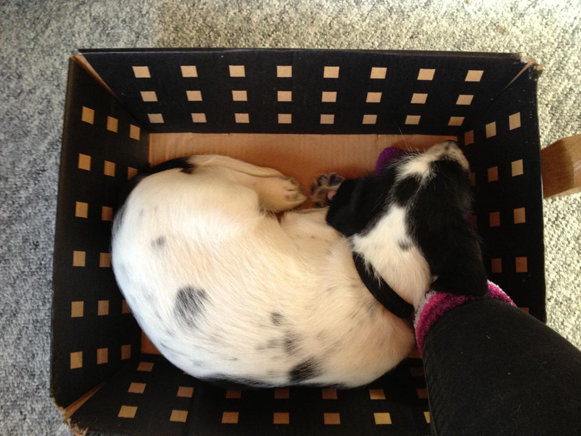 Blanding af racer Maddie billede 20