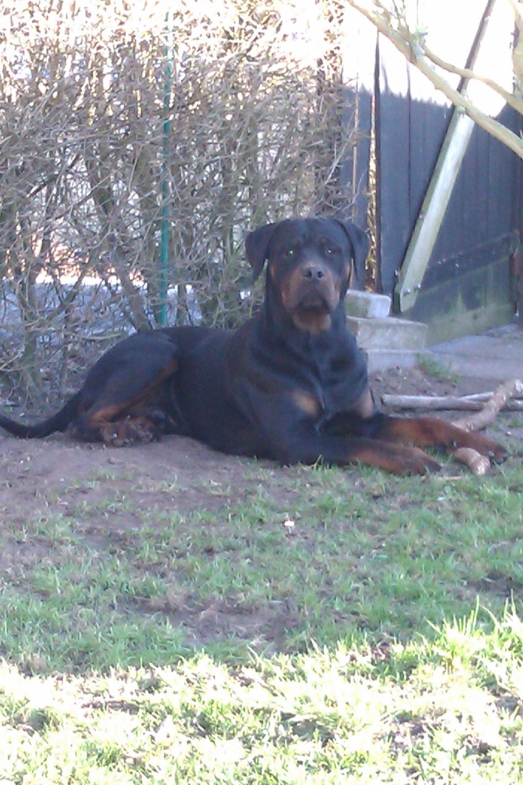 Rottweiler Bailey (Den bedste) - Bailey og kæppen billede 5