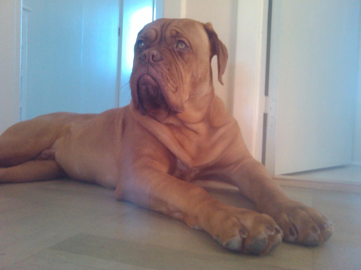 Dogue de bordeaux Siem Argos the guardian  ( Argo ) billede 11