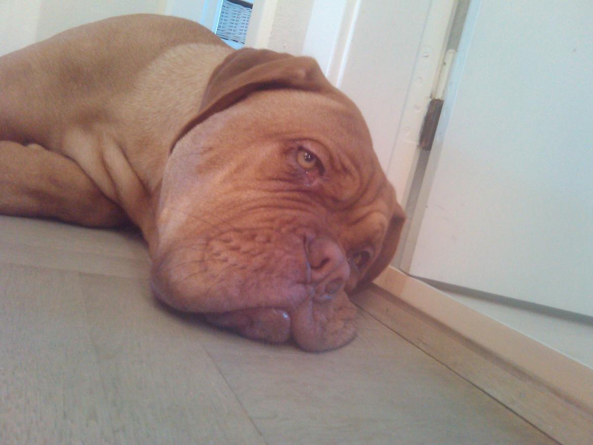 Dogue de bordeaux Siem Argos the guardian  ( Argo ) billede 12