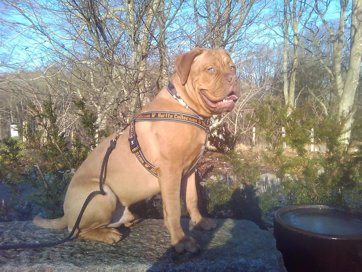 Dogue de bordeaux Siem Argos the guardian  ( Argo ) billede 13