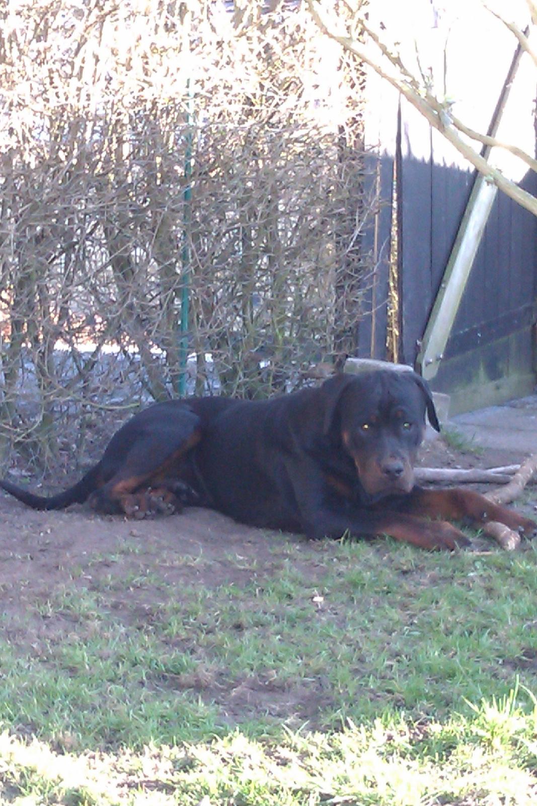 Rottweiler Bailey (Den bedste) - Jeg hygger mig meget med min elskede kæp.<3 billede 11