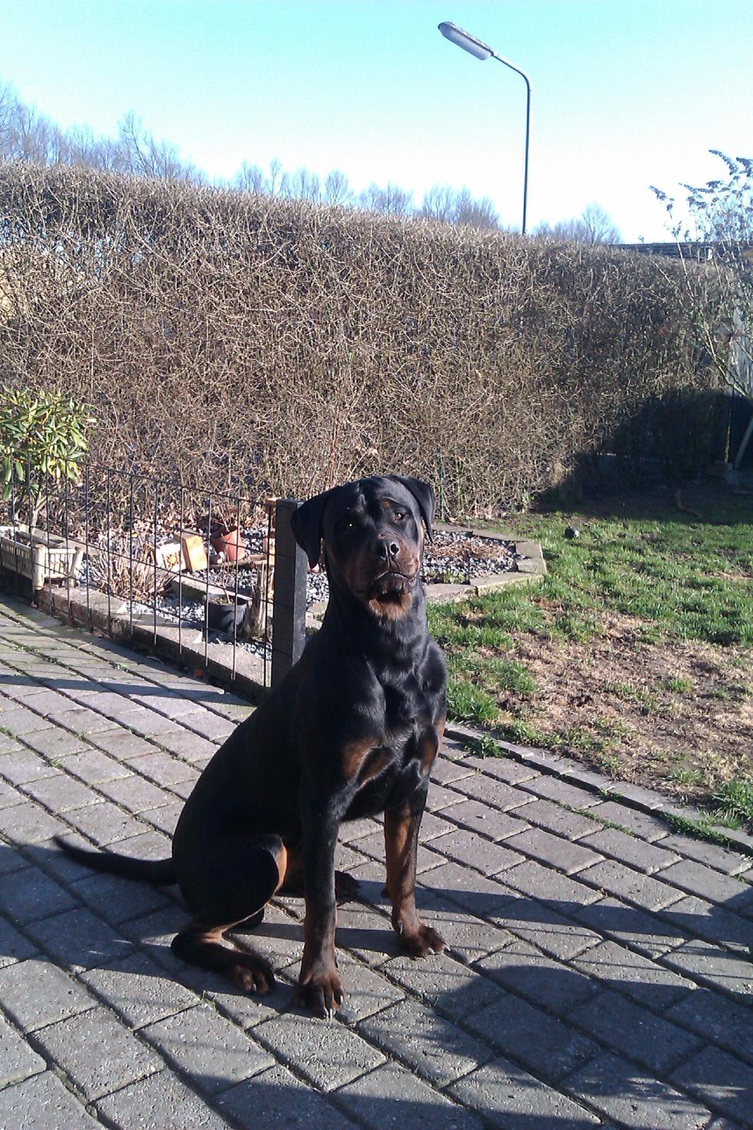 Rottweiler Bailey (Den bedste) - Bailey er en dygtig hund. <3 elsker ham. <3 billede 3