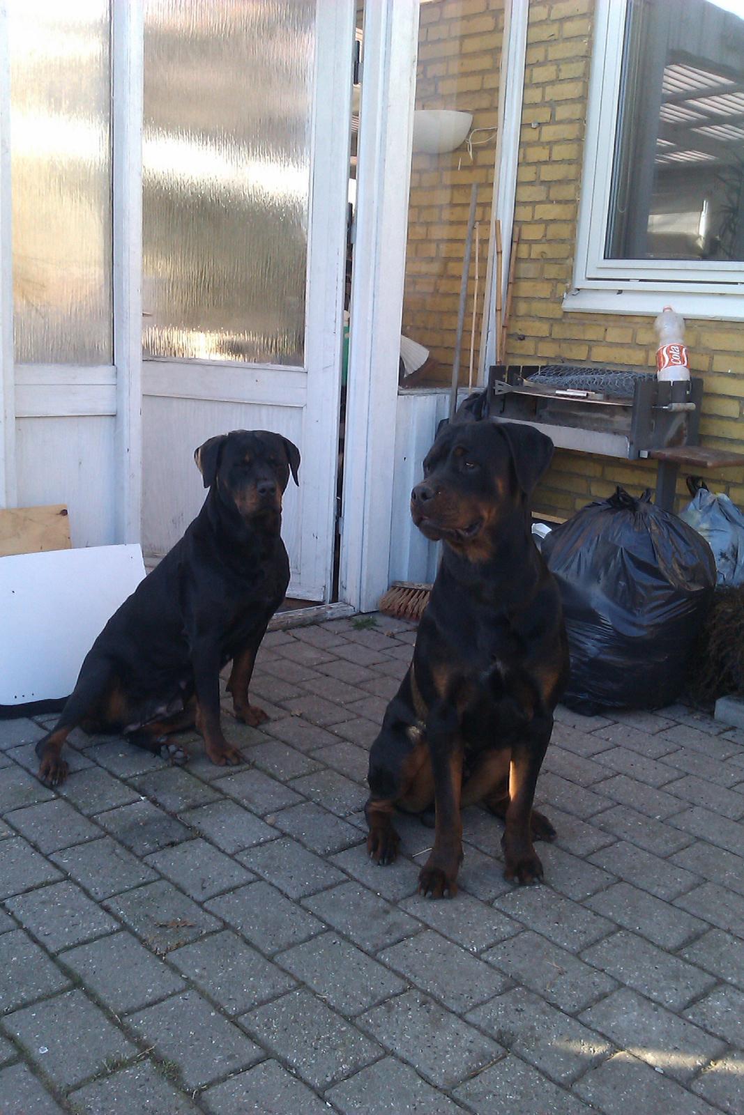 Rottweiler Bailey (Den bedste) - Bailey og Bella, Mor og søn
( Bailey forest ) billede 13