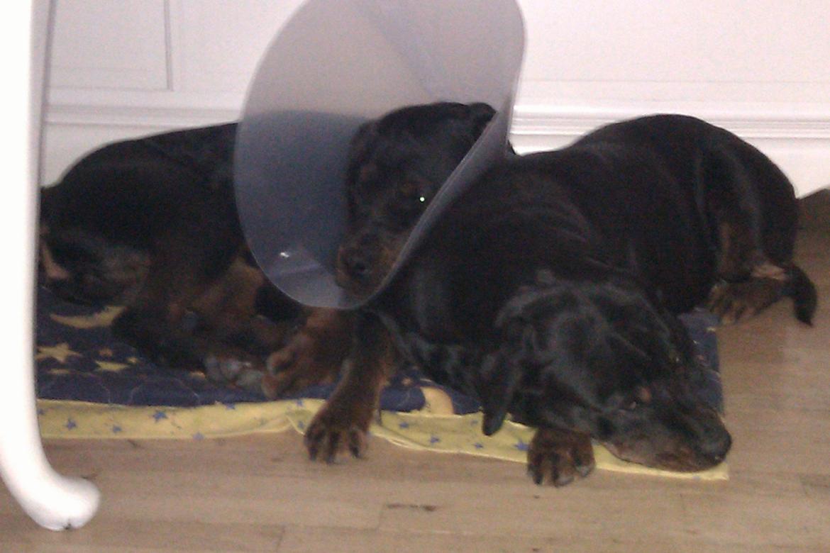 Rottweiler Bailey (Den bedste) - Bailey med sin skærm fra han blev kasteret. <3 billede 15