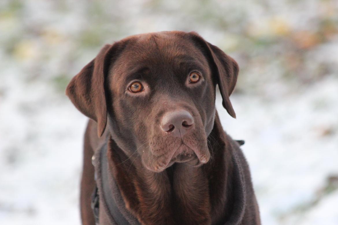 Labrador retriever Santos - Nårhh<3
Vinter 2012 billede 1