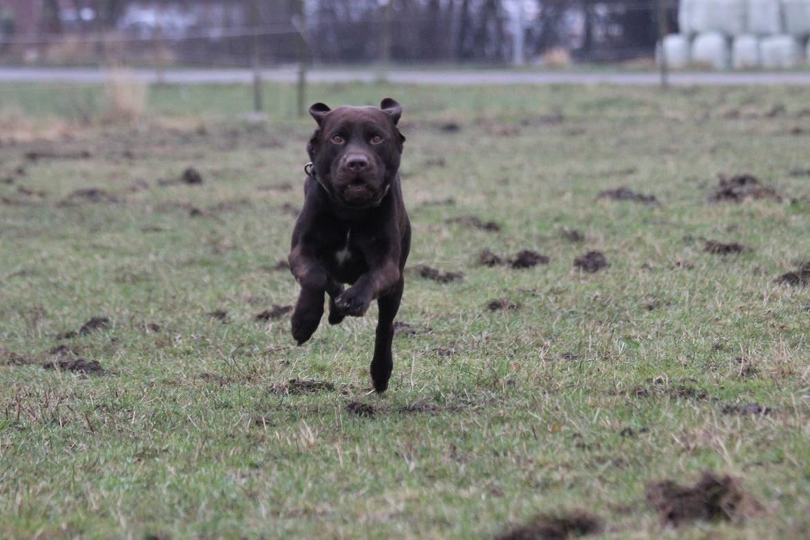 Labrador retriever Santos - I fuld galop mod mig på marken . . . han er ikke så farlig som han godt kan give udtryk for på billedet ;)
Vinter 2012 billede 2