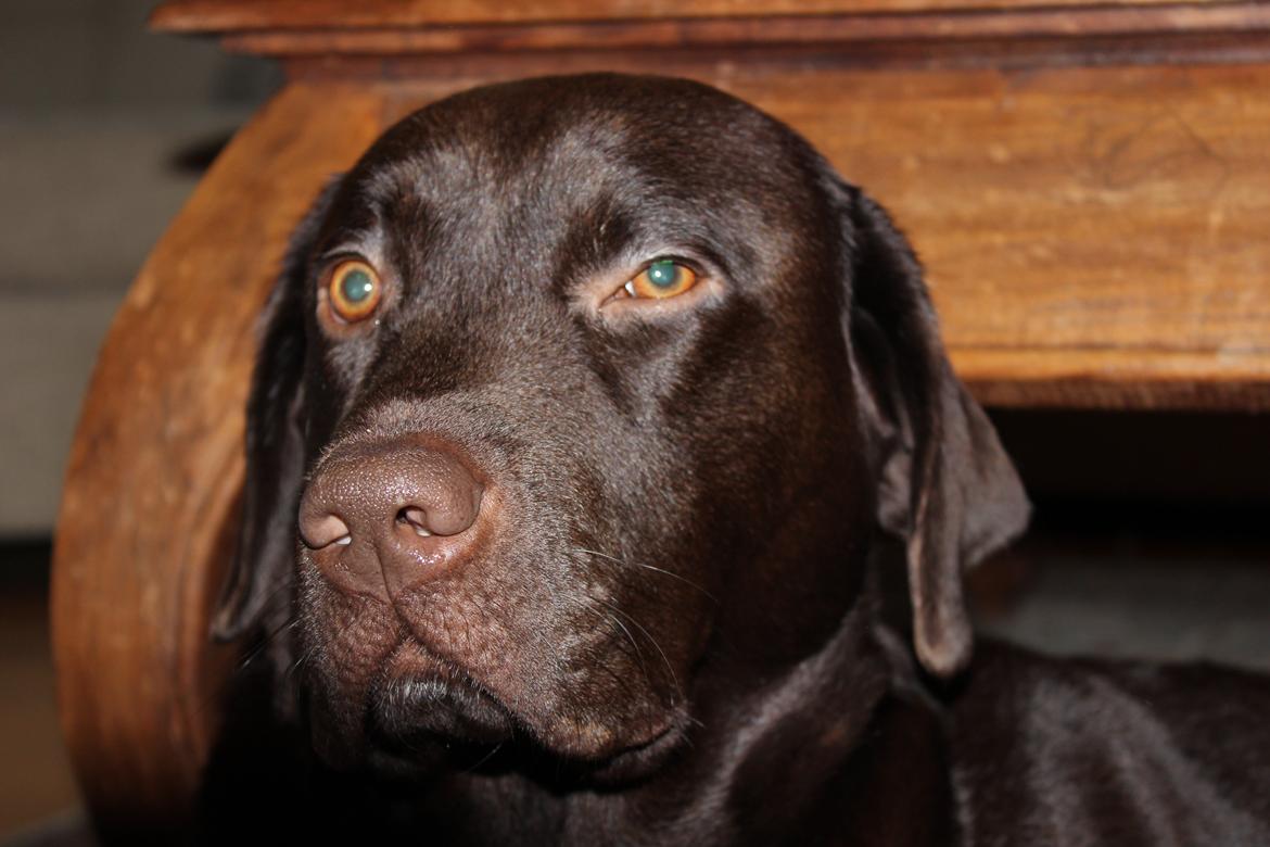 Labrador retriever Santos - Charme, selvtillid og lækkert hår :p
Vinter 2012 billede 3