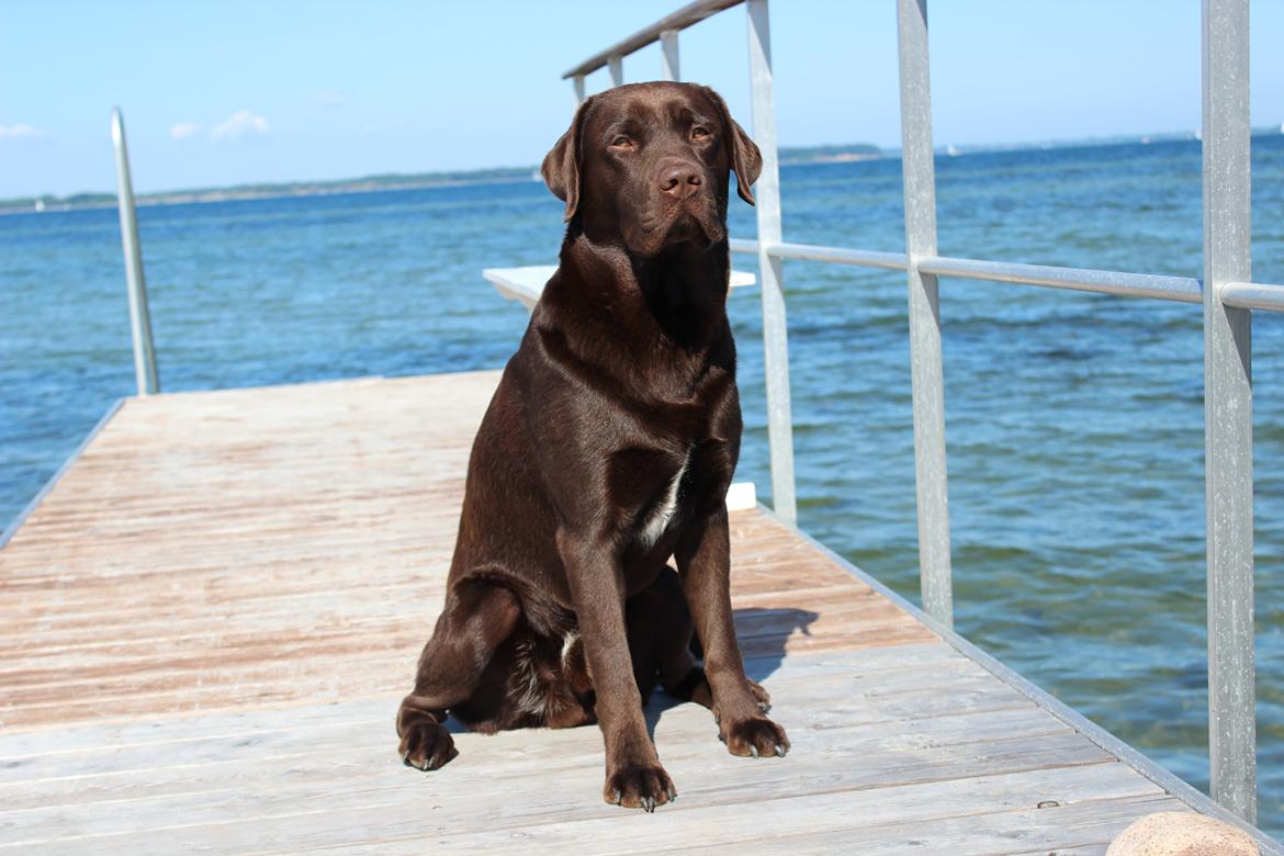 Labrador retriever Santos - Santos ude på en badebro:)
Sommeren 2012 billede 4