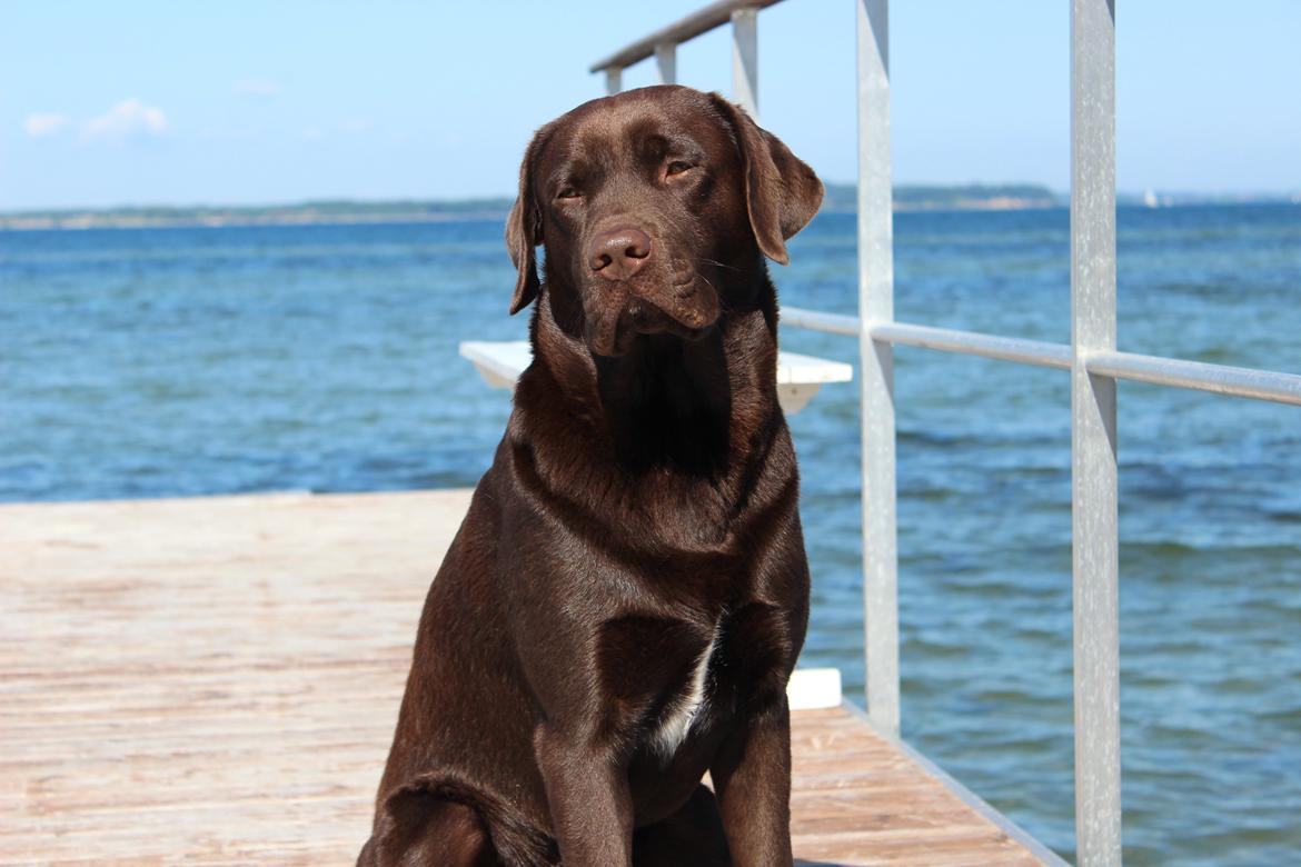 Labrador retriever Santos - Han er så kær
Sommer 2012 billede 5