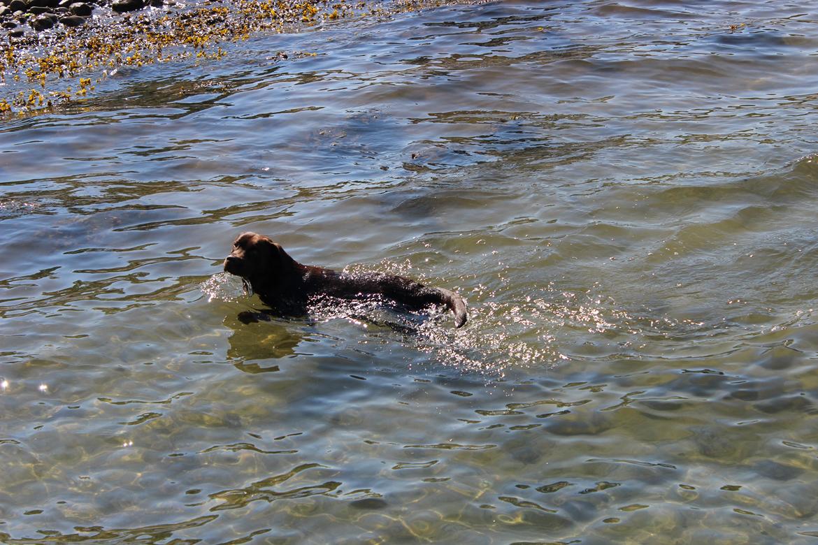 Labrador retriever Santos - På vej ind efter en svømmetur heeelt ude, hvor han ikke kunne bunde:D
Sommer 2012 billede 6