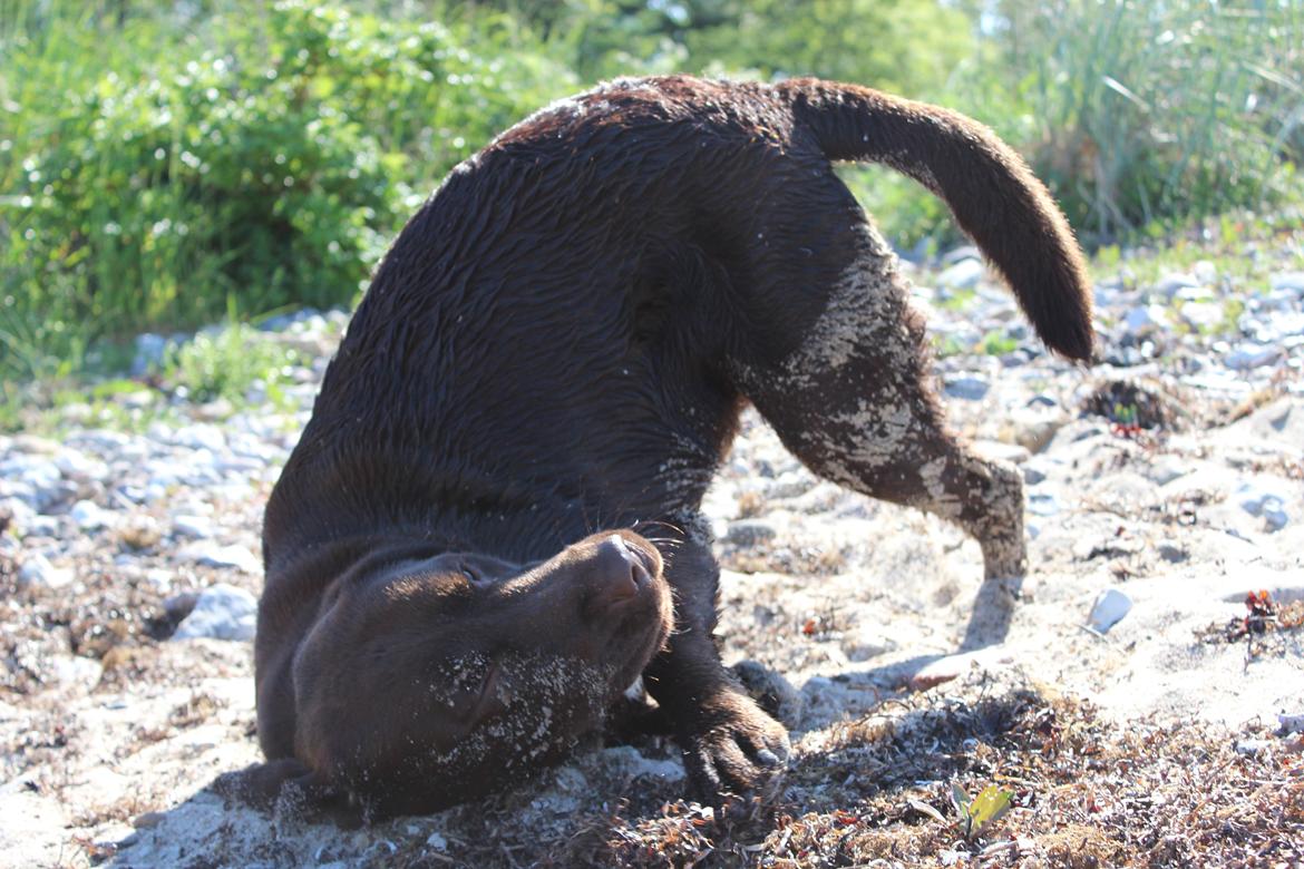 Labrador retriever Santos - Efter en svømmetur skal han lige rulle sig i sandet:)
Sommeren 2012 billede 7