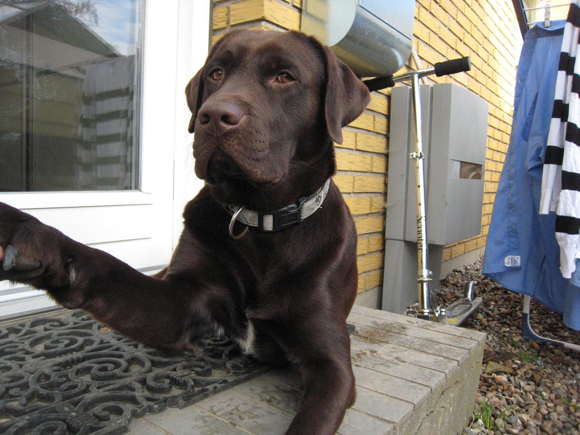 Labrador retriever Santos - Santos giver pote;) billede 8