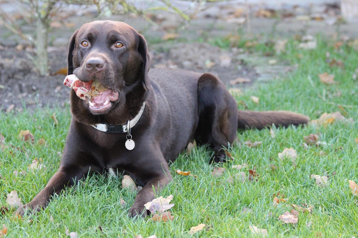 Labrador retriever Santos - Nahm, nahm! En ordentlig klump kød!:D
Efterår 2012 billede 9