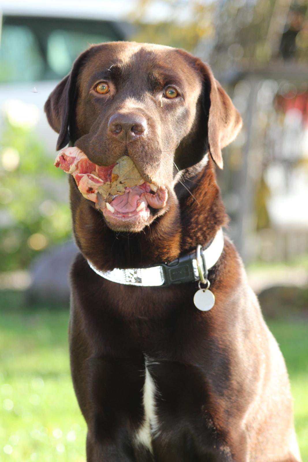 Labrador retriever Santos - Han er så smuk!;)
Efterår 2012 billede 10