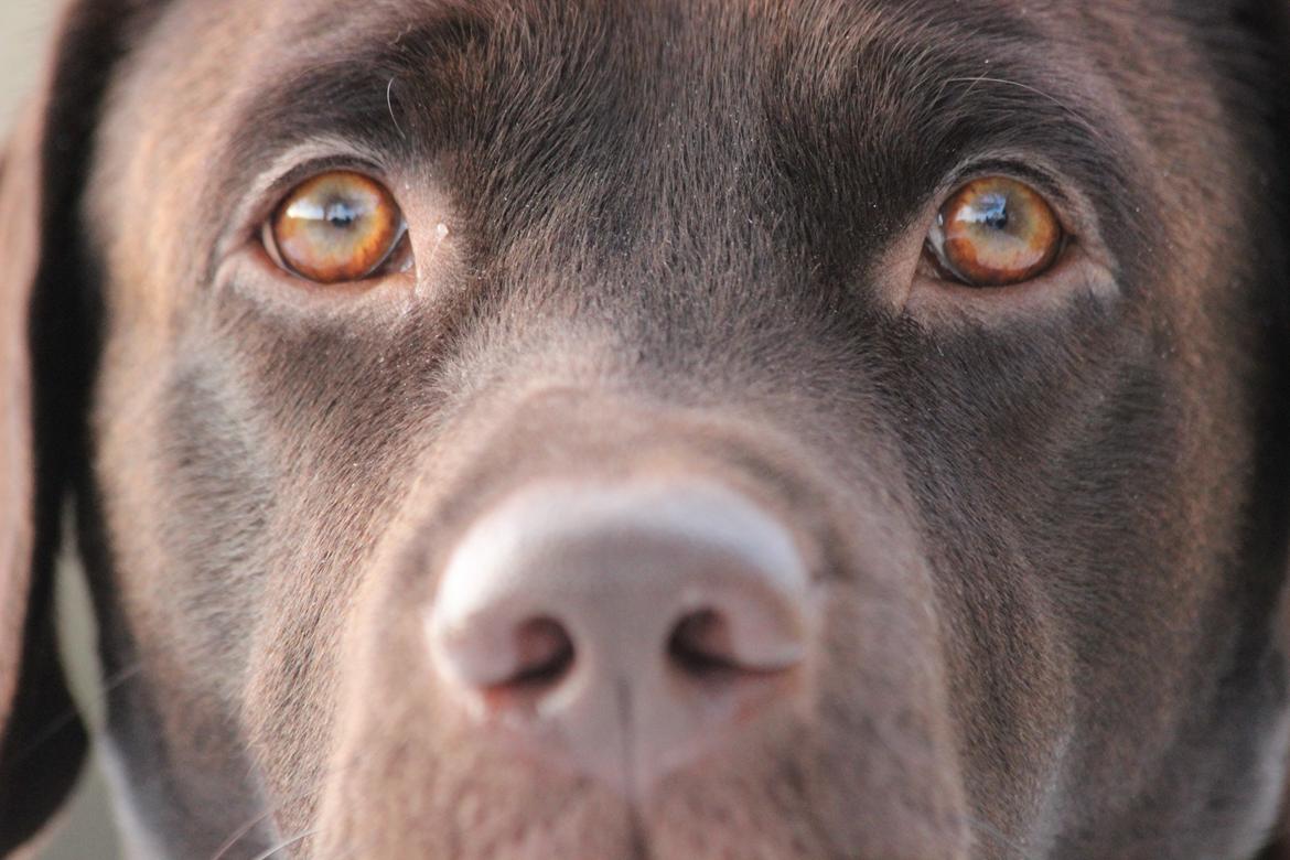 Labrador retriever Santos - Min lille teddybjørn:) billede 11