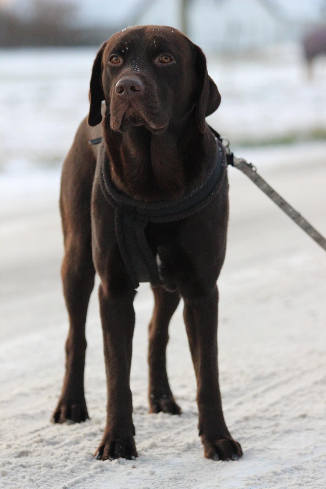 Labrador retriever Santos - På tur i sneen:)
Vinter 2012 billede 12