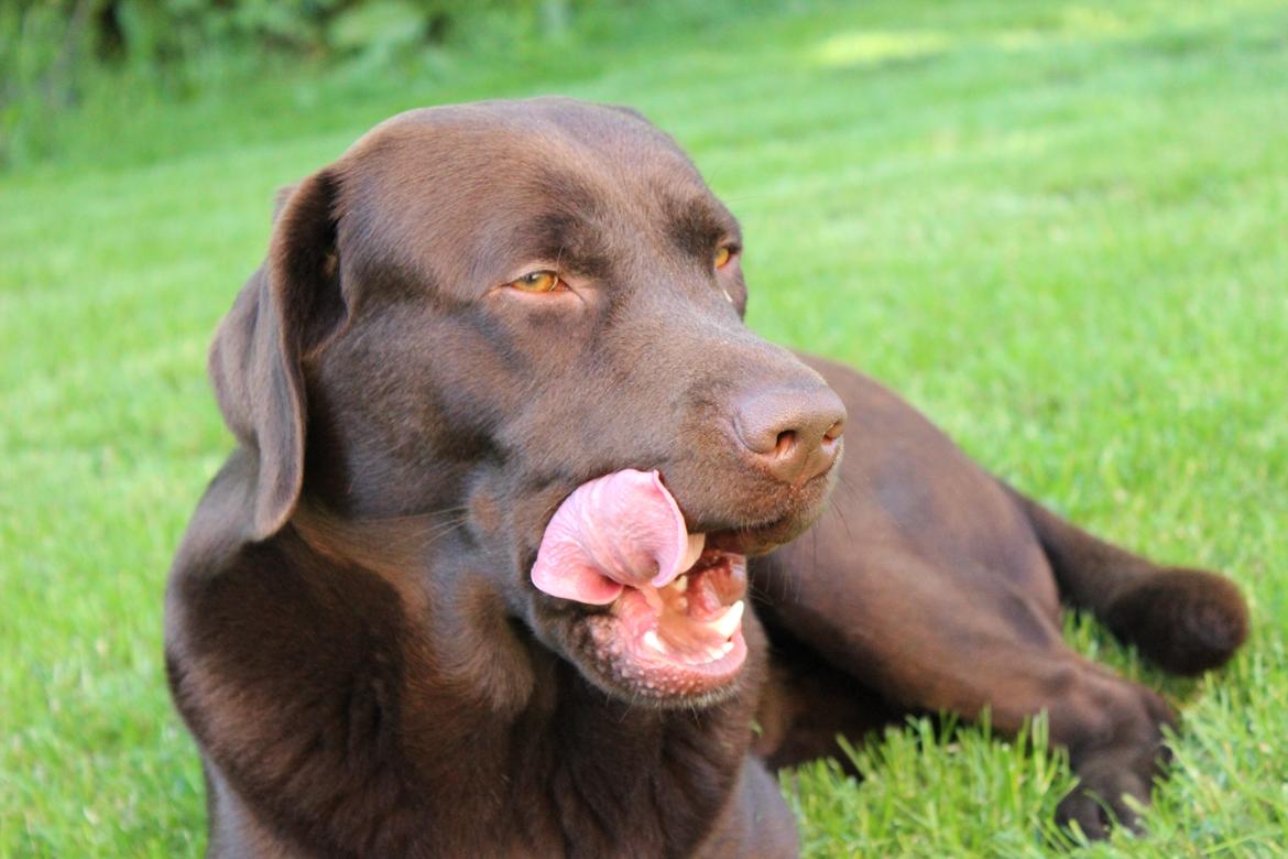 Labrador retriever Santos - Nuttet;)
Forår eller sommer 2012 billede 13