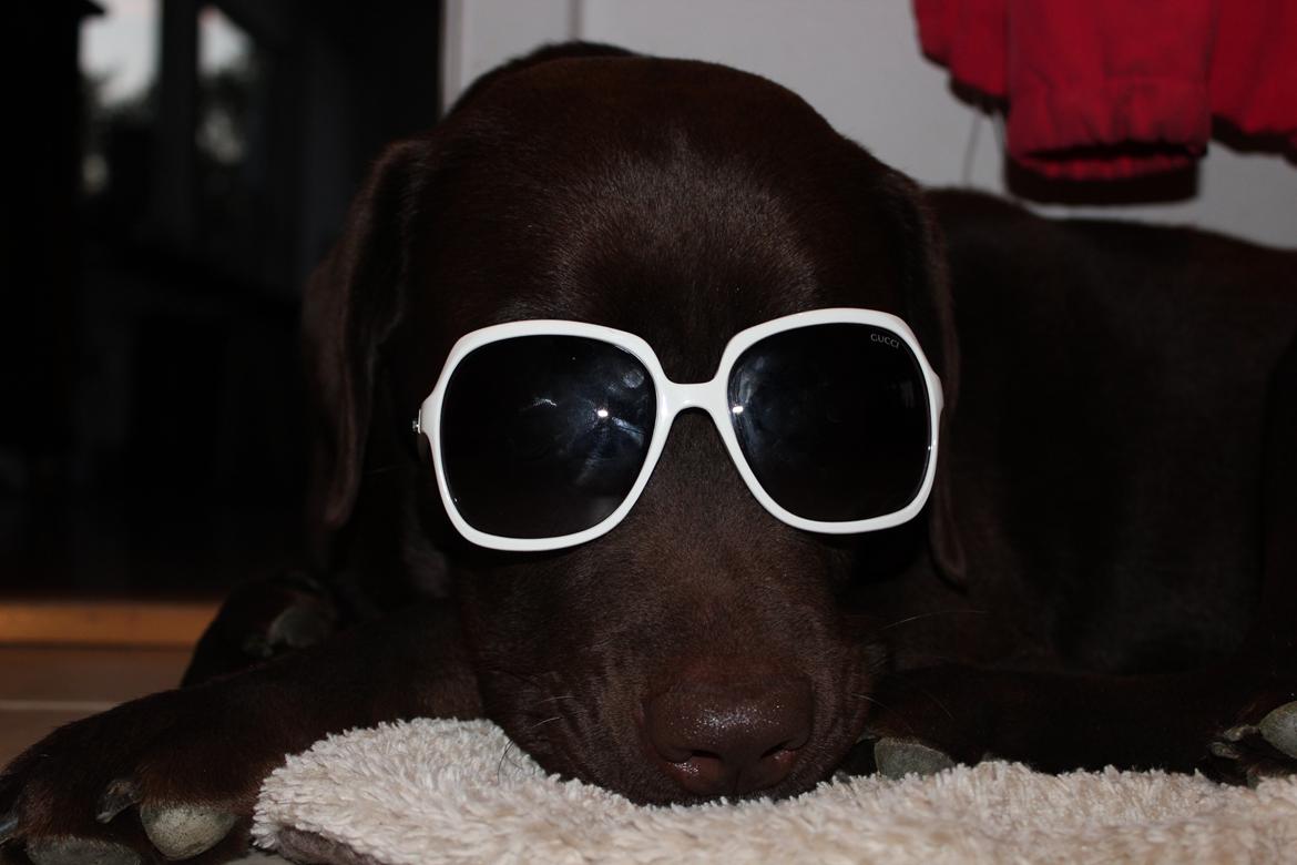 Labrador retriever Santos - Seje Santos med Gucci briller :P billede 14