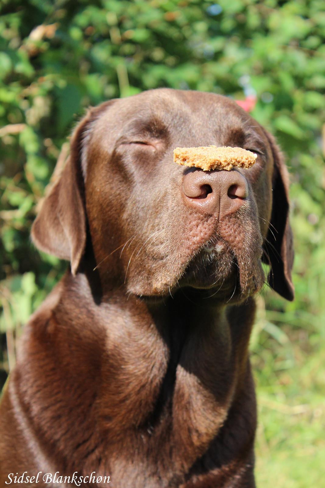 Labrador retriever Santos - Min lille supermodel!
Sommer 2012 billede 15