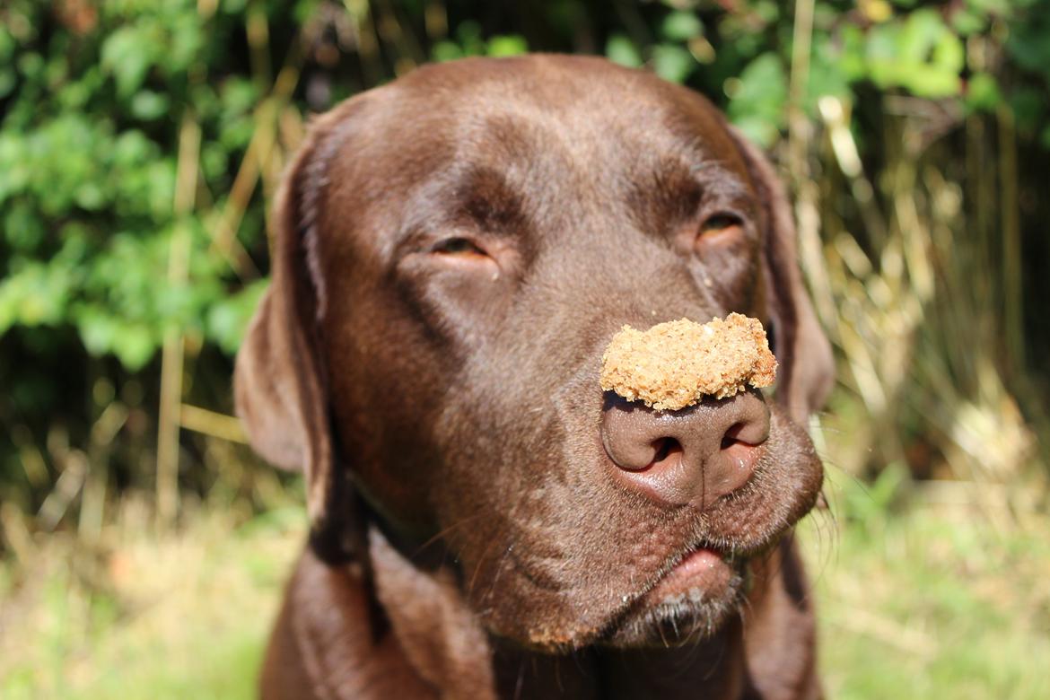 Labrador retriever Santos - Nu kan han snart ikke holde sig længere!:D
Sommer 2012 billede 16