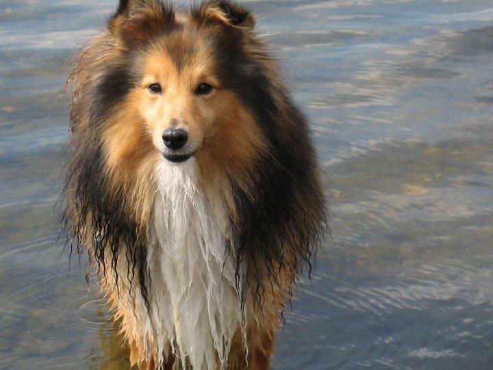 Shetland sheepdog Mickey *RIP* billede 2