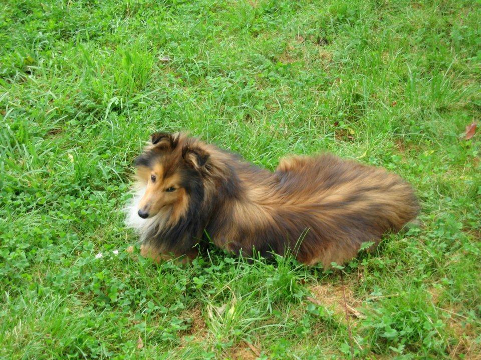 Shetland sheepdog Mickey *RIP* billede 3