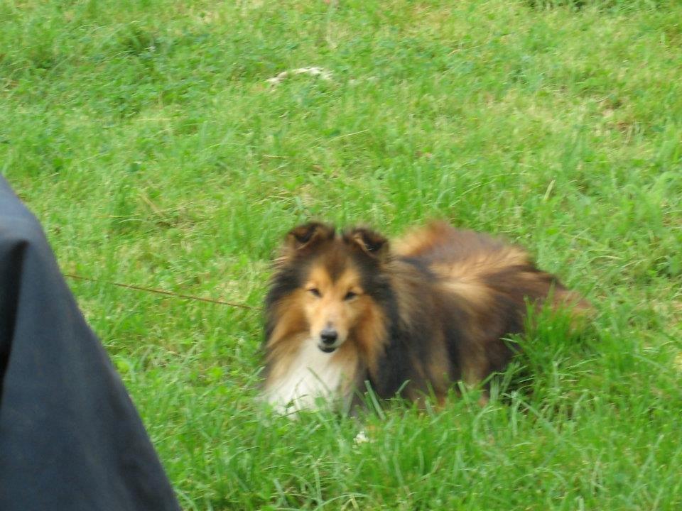 Shetland sheepdog Mickey *RIP* billede 4